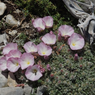 Convolvulus boissieri